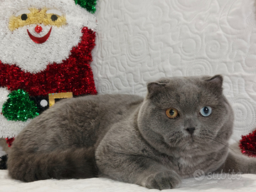 Scottish Fold Occhi impari ENFI