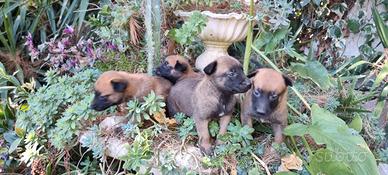 Cuccioli Pastore Belga Malinois Benevento Avellino