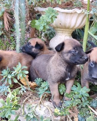 Cuccioli Pastore Belga Malinois Benevento Avellino