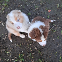 Splendidi cuccioli di pastore australiano