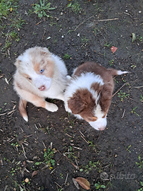 Splendidi cuccioli di pastore australiano