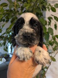 Splendida cucciola di cocker spaniel inglese