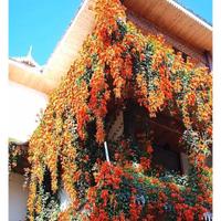 pianta di pirostegia venusta (red flame)