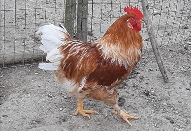 Giovane gallo pesante