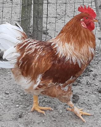 Giovane gallo pesante
