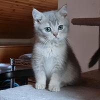 Gattini scottish Straight e fold pedigree Afef