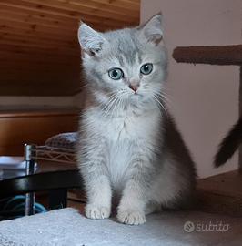 Gattini scottish Straight e fold pedigree Afef