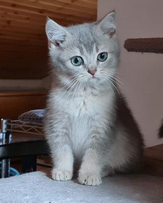 Gattini scottish Straight e fold pedigree Afef