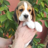 Ultimi Beagle disponibili