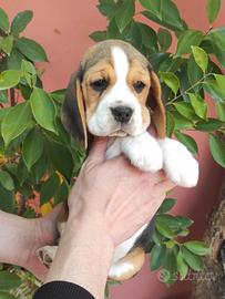 Ultimi Beagle disponibili