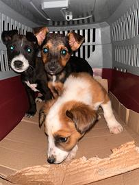 Adozione cuccioli