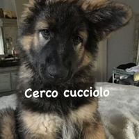 Cucciolo di pastore tedesco