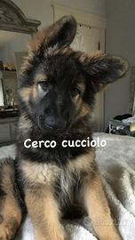 Cucciolo di pastore tedesco