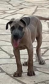 Cucciolo cane corso