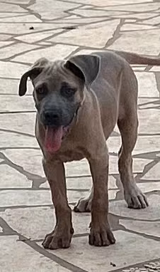 Cucciolo cane corso