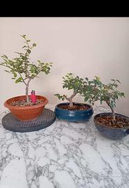 3 pre bonsai olmo