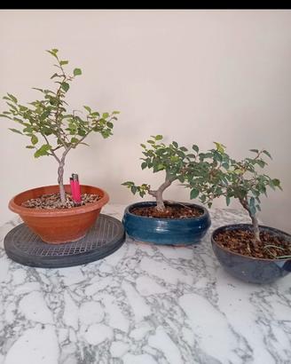3 pre bonsai olmo