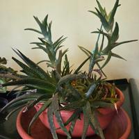 composizione piante grasse