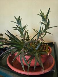 composizione piante grasse