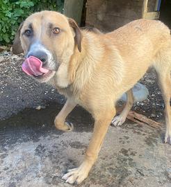 Cucciolo 9 mesi