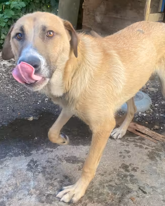 Cucciolo 9 mesi