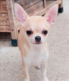 Cucciola chihuahua