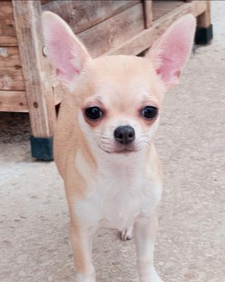 Cucciola chihuahua