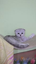 Scottish fold/straight