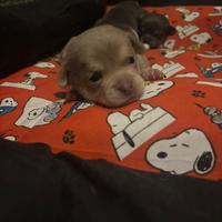 Cuccioli di chihuahua