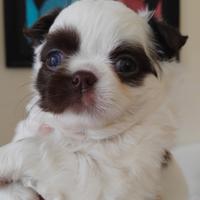 Chihuahua femmina pelo lungo Pedigree