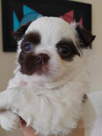 Chihuahua femmina pelo lungo Pedigree