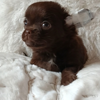 Chihuahua Chocolate Pedigree ENCI cucciolo