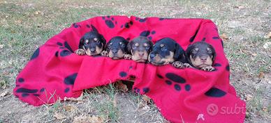 Cani da tartufo e da compagnia