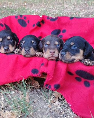 Cani da tartufo e da compagnia