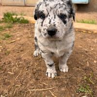 Cucciola futura taglia media, meticcio