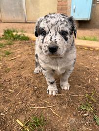 Cucciola futura taglia media, meticcio