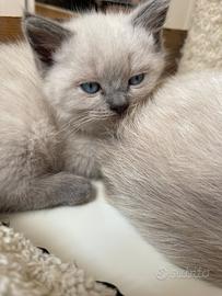 Cucciolo BritishXragdoll