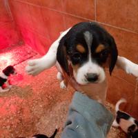 Beagle tricolore cuccioli