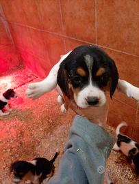 Beagle tricolore cuccioli