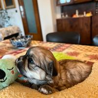 Lo shih tzu incrocio chihuahua