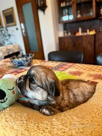 Lo shih tzu incrocio chihuahua