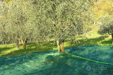 rete raccolta olive 5x8