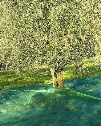 rete raccolta olive 5x8