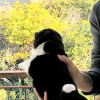 Akita Americano. Cuccioli ?