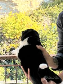 Akita Americano. Cuccioli ?