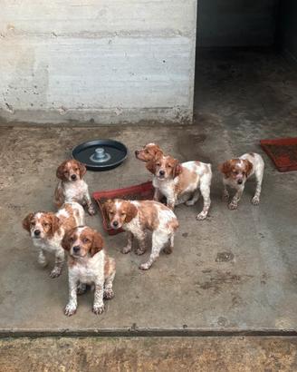 Vendita cuccioli Epagneul Breton