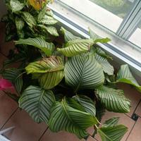 pianta Calathea orbifolia