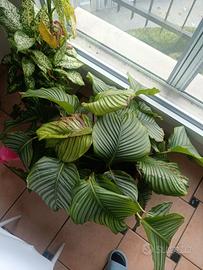 pianta Calathea orbifolia