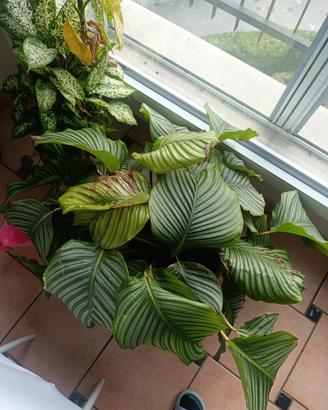 pianta Calathea orbifolia
