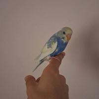 Coppia di cocorite allevate a mano